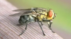 Што муви и зошто залак?