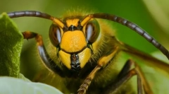 Кои инсекти им помогнаа на луѓето да измислуваат хартија?