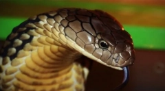 Кои миленичиња од 2020 година излегуваат да бидат забранети