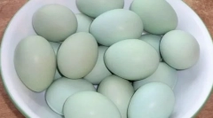 Кои раси на кокошки се сини и зелени јајца