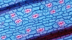 Кои предности даваат клеточна структура на живите организми?