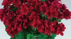 Кои растенија се отровни за вашата мачка: не одгледувајте ги своите домови