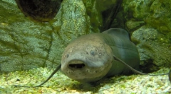 Кои модерни видови риби постојат уште од античките времиња?