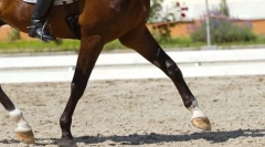 Кои се стапките се коњите