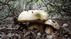 Кои се царствата на живите суштества?