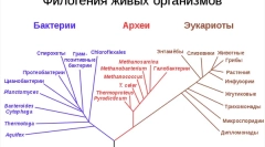 Кои се теренот на живите суштества?