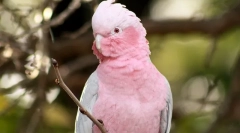 Кои видови папагали зборуваат подобро од сите