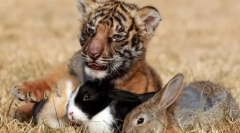 Кои односи постојат меѓу животните во заедниците?