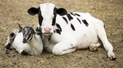 Кои животни се појавија пред судот?