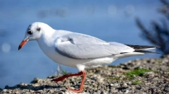 Што птици го нарекуваат морски и зошто?