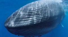 Што животни античките навигатори ги презедоа големите острови?