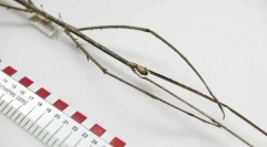 Кој инсект е најдолго?