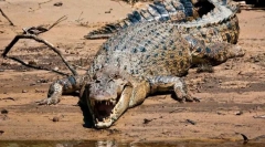 Кој рептил е најголем?