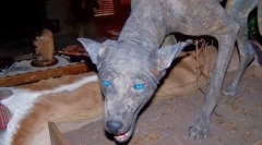 Што чудно животно се плаши од жителите на јужна америка?