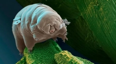 Какво живеење е најмалото?