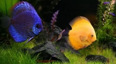 Она што животно може да се запали наместо мачка и куче