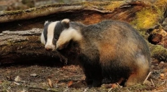 Каков вид на животно е најголемиот дом?