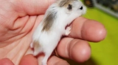 Кој хрчак е подобро да се направи за себе и детето како да се избере