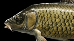 Каков апетит на крап?