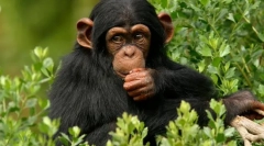 Кој е најблискиот роднина на лице во светот на животните?