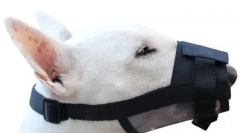 Што е муцка е подобро за кучето и како да го избере