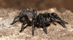 Она што пајакот е нај отровен?