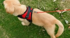 Што е поводник е подобро за кучето: мислењето на експертот