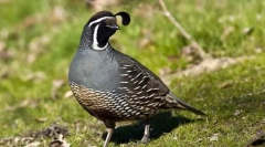 Калифорнија quail