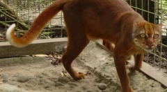 Калимантанија кат: ретко животно од островот борнео