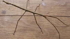 Калимантанијан палер чај