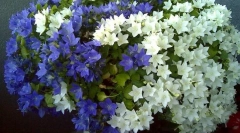 Campaundul (невеста и младоженецот)