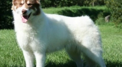 Канадски ескимо куче