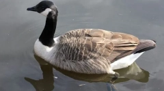 Канадска казарка