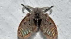 Канализација мевачи во бањата и тоалет