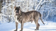 Канарско куче