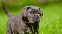 Кејн корсо кученца (слика): фер миленичиња и сигурни чувари