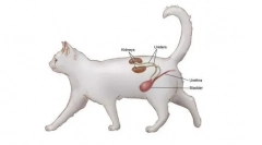 Кантари за мачки: инструкции за употреба