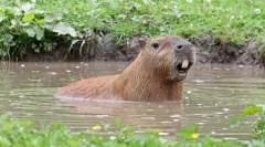 Capybara: глодар, чија наречена риба