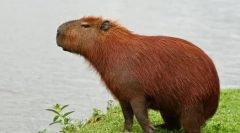 Капибара: карактеристики на одржување дома