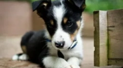 Капки бар за кученца