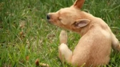 Капки и други средства од болви и крлежи за кученца