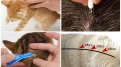 Капки на гребените од црви за мачки