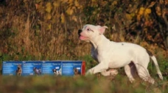 Капка пракса: инструкции за употреба