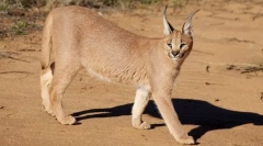Caracal