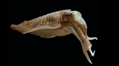 Дрога каратација