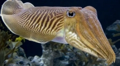 Крацатија обични