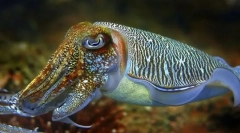 Каракатини