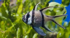 Кардинал tyulevnye