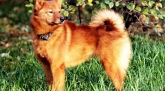 Карелија-фински хаски (фото): благодатно и одвратно хантер