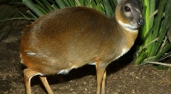 Џуџе антилоп